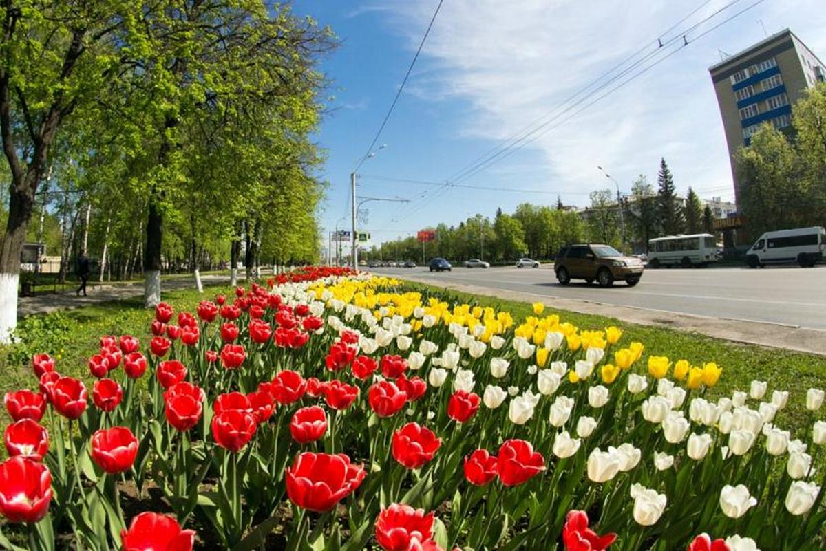 Тюльпаны в городе фото